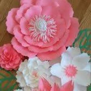 Meet your Posher, Analy